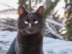 Mačka spasila psa od napada dva kojota VIDEO