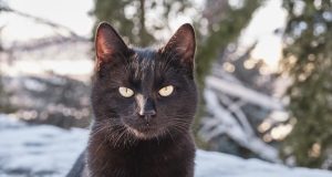 Mačka spasila psa od napada dva kojota VIDEO