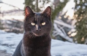 Mačka spasila psa od napada dva kojota VIDEO