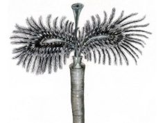 Fosil morskog crva star 190 miliona godina dobio ime po Alisu Kuperu