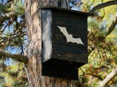 Kako i gde izgraditi kućicu za slepe miševe