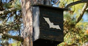 Kako i gde izgraditi kućicu za slepe miševe