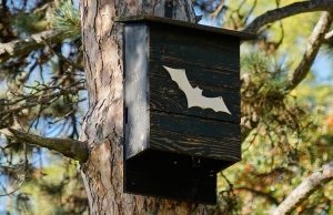 Kako i gde izgraditi kućicu za slepe miševe