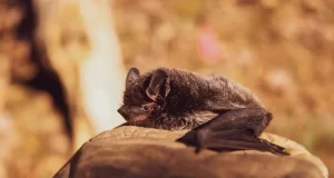 (VIDEO) Pevačicu ujeo slepi miš usred nastupa