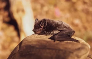 (VIDEO) Pevačicu ujeo slepi miš usred nastupa