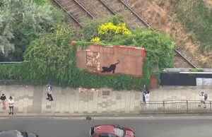 Benksijevih šest umetničkih dela za sedam dana