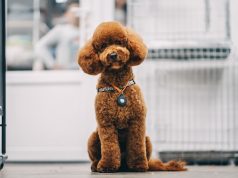 Dolče i Gabana lansirali “Fefè”, luksuzni parfem za pse