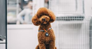 Dolče i Gabana lansirali “Fefè”, luksuzni parfem za pse