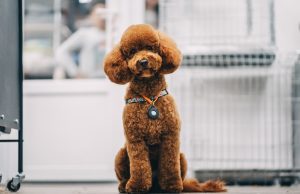 Dolče i Gabana lansirali “Fefè”, luksuzni parfem za pse